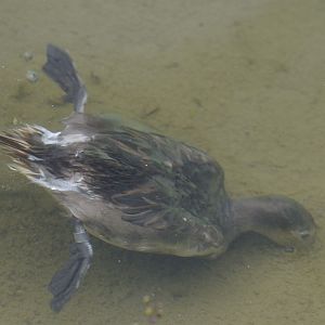 Long-tailed duck underwater