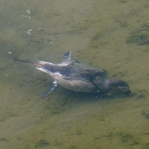 Long-tailed drake underwater