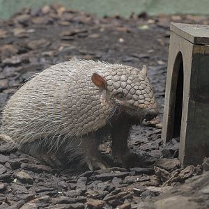 Six-banded armadillo (1)