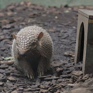 Six-banded armadillo (2)
