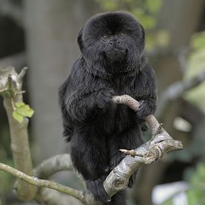 Goeldis monkey