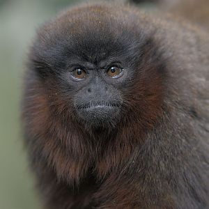 Red titi monkey