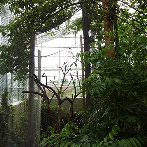 Amazonia: Forest Of Riches - Black Howler + Squirrel Monkey Exhibit