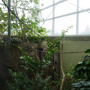 Amazonia: Forest Of Riches -Keel-Billed Toucan Exhibit