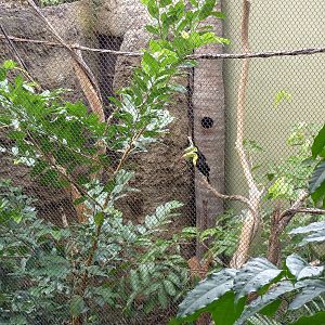 Amazonia: Forest Of Riches - Keel-Billed Toucan Exhibit