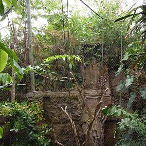 Amazonia: Forest Of Riches - Black Howler + Squirrel Monkey Exhibit