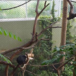 Amazonia: Forest Of Riches - Howler + Squirrel Monkey Exhibit