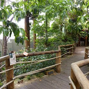 Amazonia: Forest Of Riches - Howler + Squirrel Monkey Exhibit