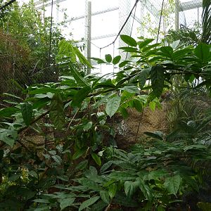 Amazonia: Forest Of Riches - Goeldi's Monkey Exhibit