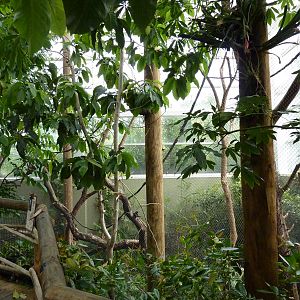 Amazonia: Forest Of Riches - Black Howler + Squirrel Monkey Exhibit