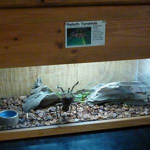 Amazonia: Forest Of Riches - Goliath Tarantula Exhibit