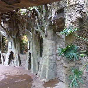 Amazonia: Forest Of Riches