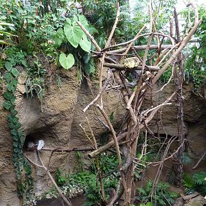 Amazonia: Forest Of Riches - Two-Toed Sloth/Coendou Exhibit