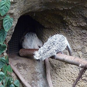 Amazonia: Forest Of Riches - Two-Toed Sloth + Coendou