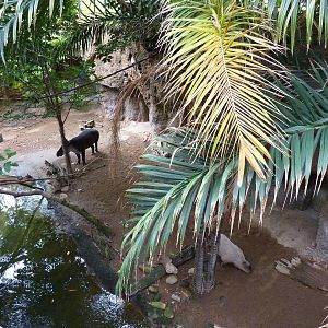 Amazonia: Forest Of Riches - Baird's Tapir/Capybara Exhibit