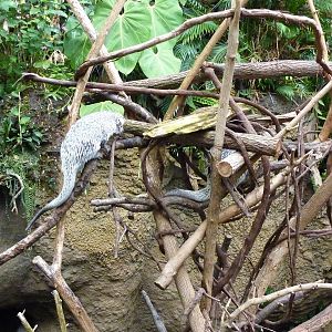 Amazonia: Forest Of Riches - Coendou