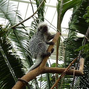 Amazonia: Forest Of Riches - Coendou