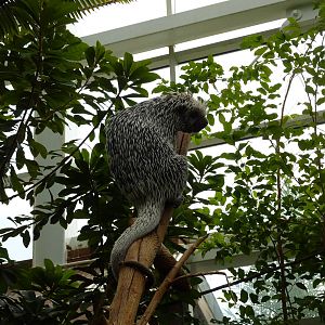 Amazonia: Forest Of Riches - Coendou