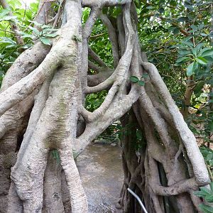 Amazonia: Forest Of Riches