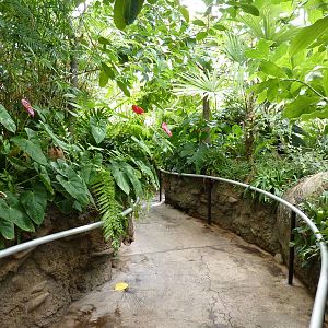 Amazonia: Forest Of Riches