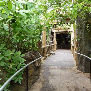 Amazonia: Forest Of Riches