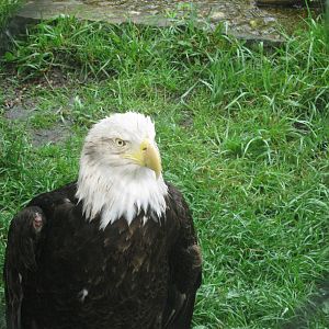 Black Bear Woods-Bald Eagle
