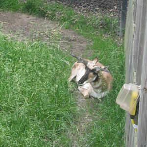 Black Bear Woods-Pronghorn