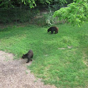 Black Bear Woods-American Black Bears