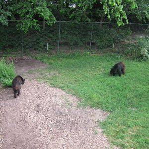 Black Bear Woods-American Black Bears