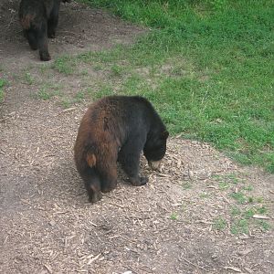 Black Bear Woods-American Black Bear