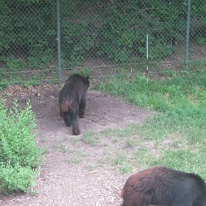 Black Bear Woods-American Black Bears