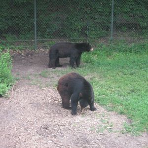 Black Bear Woods-American Black Bears