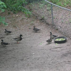 Waterfowl Pond-Mallard Ducks