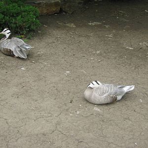 Waterfowl Pond-Bar-Headed Geese
