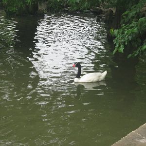 Waterfowl Pond-Black-Necked Swan