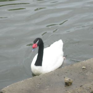 Waterfowl Pond-Black-Necked Swan