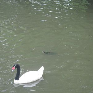 Waterfowl Pond-Black-Necked Swan