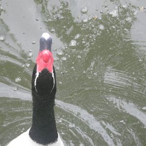 Waterfowl Pond-Black-Necked Swan