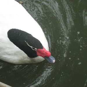 Waterfowl Pond-Black-Necked Swan