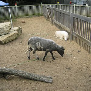 Children's Zoo-Goats