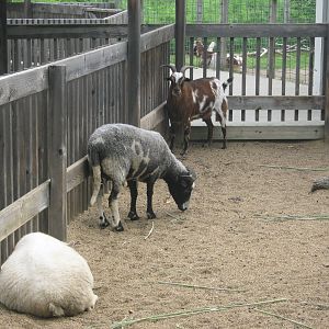 Children's Zoo-Goats