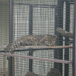 Tropical Rainforest-Fishing Cat