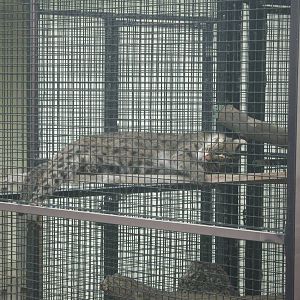 Tropical Rainforest-Fishing Cat