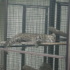 Tropical Rainforest-Fishing Cat