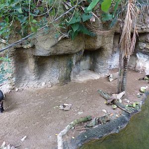Amazonia: Forest Of Riches - Baird's Tapir/Capybara Exhibit