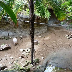 Amazonia: Forest Of Riches - Baird's Tapir/Capybara Exhibit