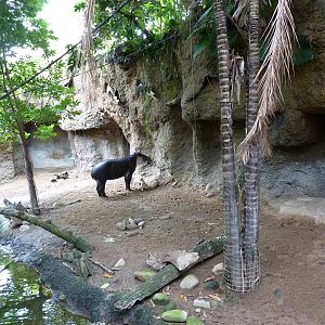 Amazonia: Forest Of Riches - Baird's Tapir/Capybara Exhibit