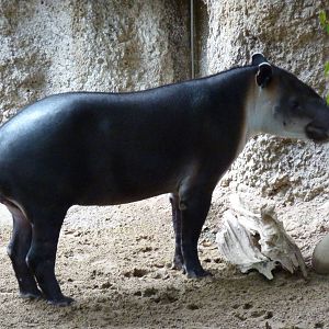 Amazonia: Forest Of Riches - Baird's Tapir