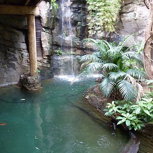 Amazonia: Forest Of Riches - Giant River Turtle/Yellow-Spotted River Turtle