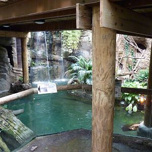 Amazonia: Forest Of Riches - Giant River Turtle/Yellow-Spotted River Turtle